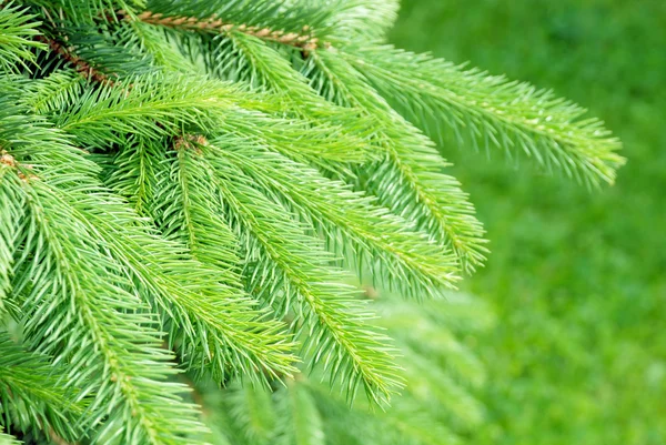 Close-up van blue spruce pine branche — Stockfoto
