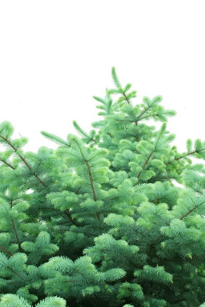 Closeup of blue spruce pine branches — Stock Photo, Image