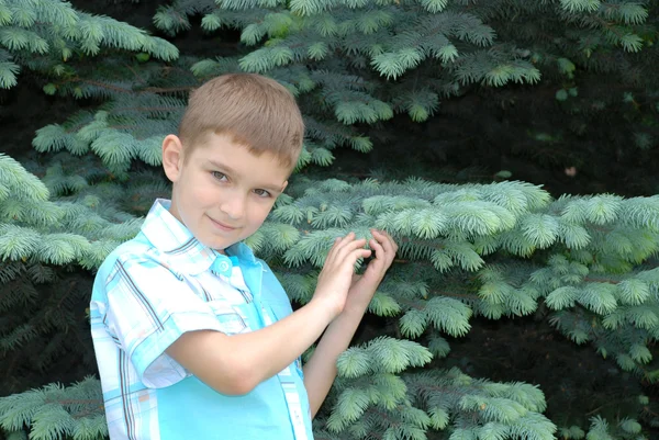 De jongen houdt in handen blauwe spar — Stockfoto