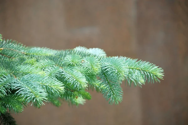Close-up van blauwe spar pijnboomtakken — Stockfoto