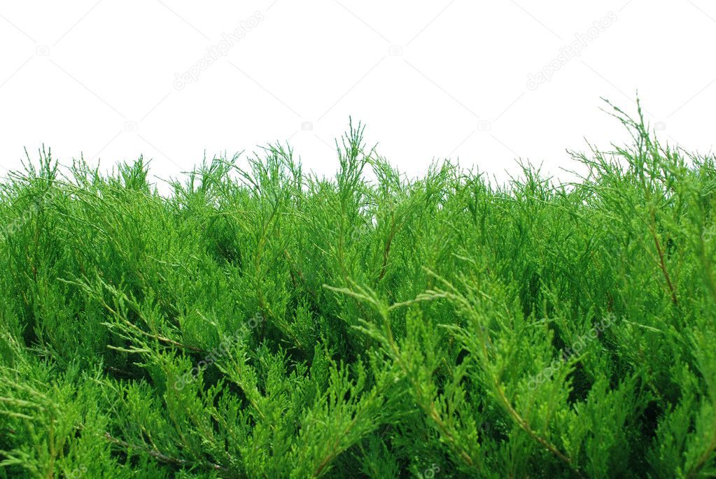Green bushes isolated on white