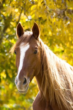 Horse on yellow clipart