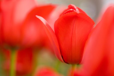 The close-up of tulip clipart