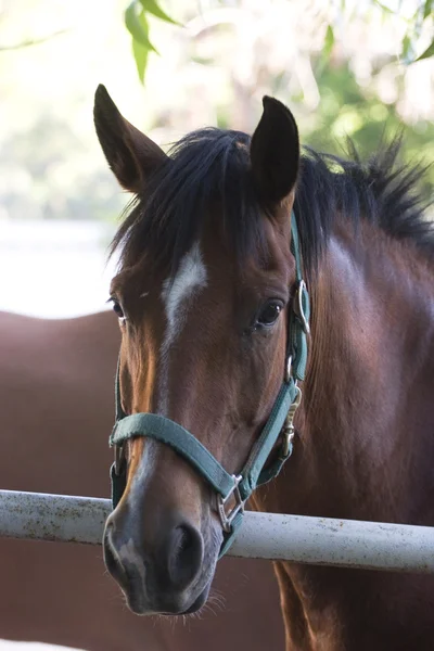 stock image Horse