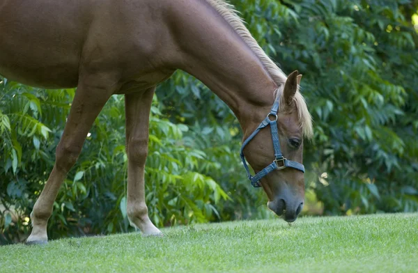 stock image Horse