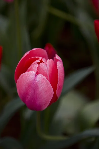 Flores de tulipa rosa nos parques — Fotografia de Stock