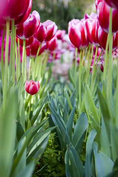 Fleurs de tulipes roses dans les parcs — Photo