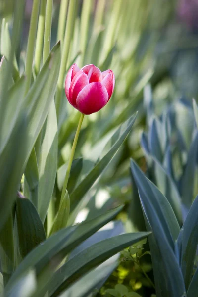 Fleurs de tulipes roses dans les parcs — Photo