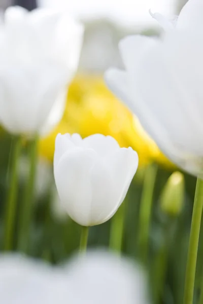 Die weißen Tulpen — Stockfoto