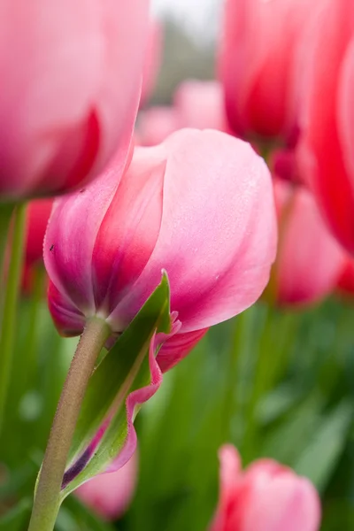 Le gros plan de la tulipe rose — Photo