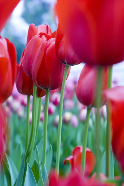 Tulip 1 — Stock Photo, Image