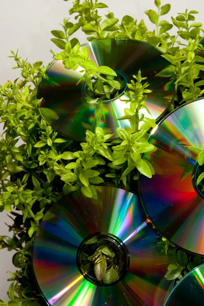 Boxwood bush CD, DVD Royalty Free Stock Images