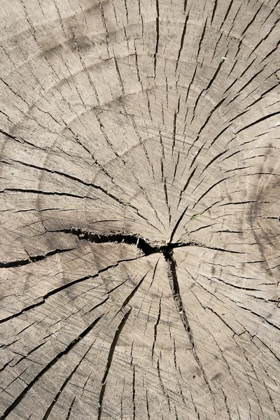 硬木 — 图库照片