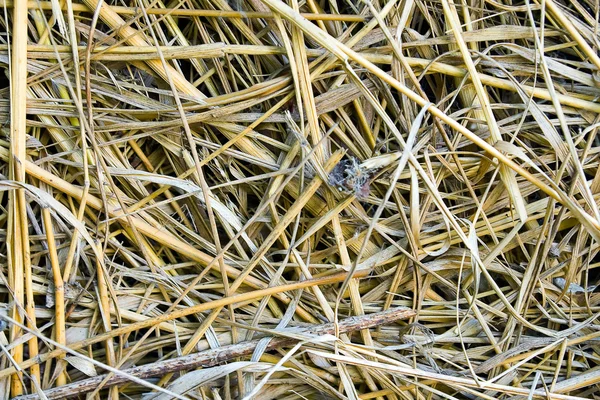 stock image Harvesting