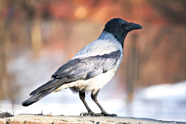 stock image Crow