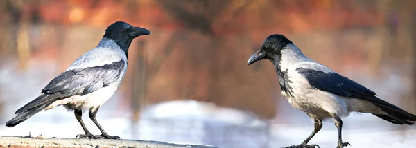 stock image Crows