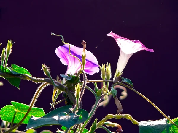 stock image Convolvulus