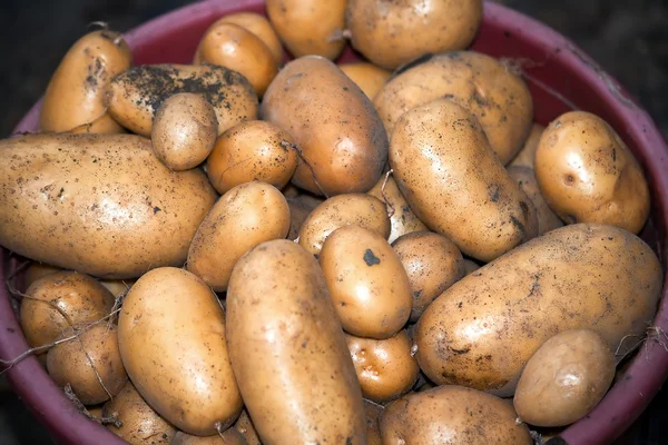 Potatoes Stock Picture