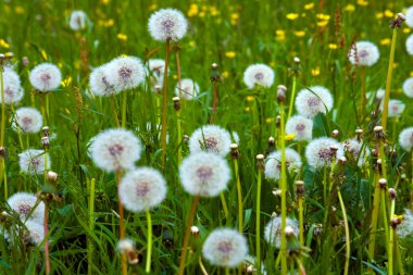 Dandelion clipart