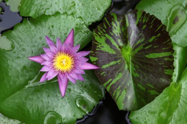 Water lily close up clipart