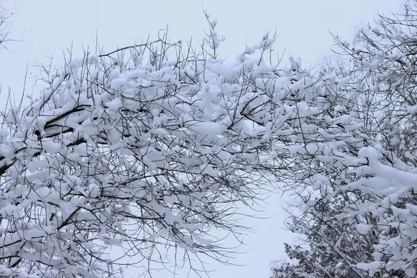 stock image Winter