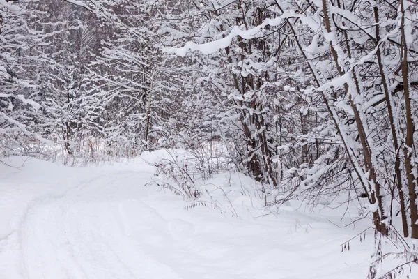 stock image Winter