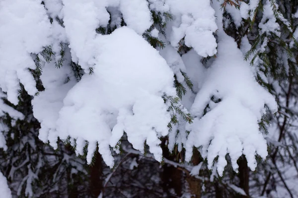 stock image Winter