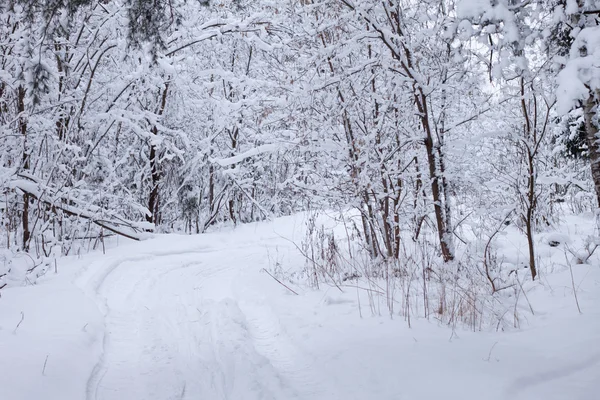 stock image Winter