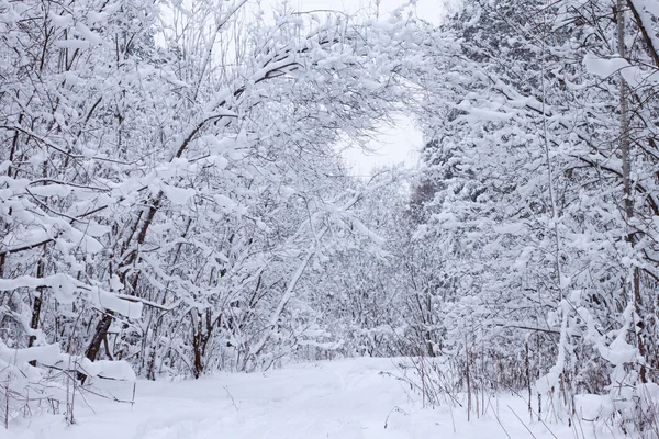 stock image Winter