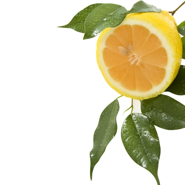 Tranche de citron avec feuilles. Isolé — Photo