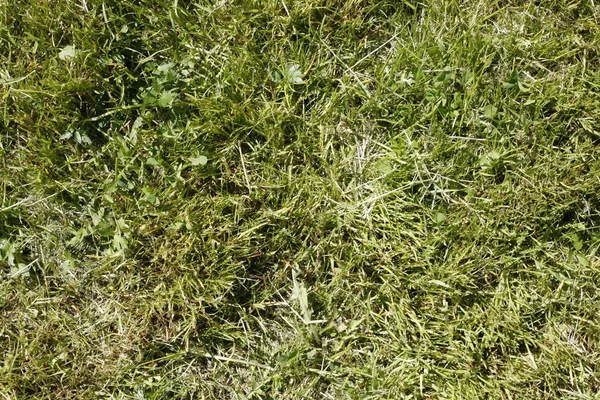 stock image Grass