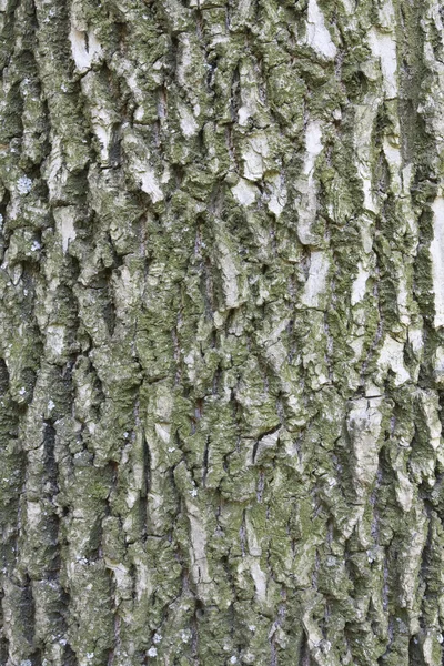 Bark of wood — Stock Photo, Image
