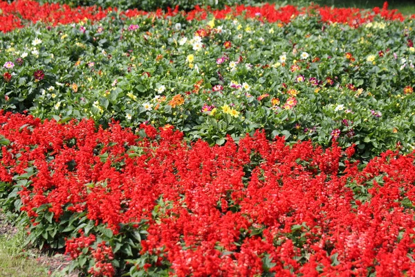 stock image Garden with different colorfull flowers