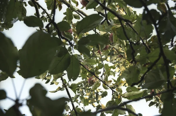 stock image Apple on the branch