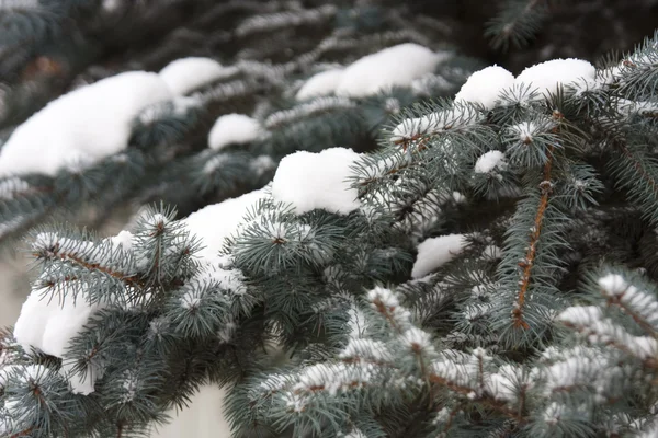 stock image Fir in snow