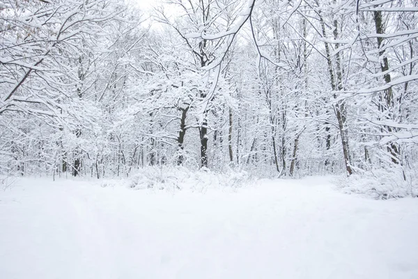 stock image Winter landscape