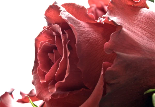 Güller — Stok fotoğraf