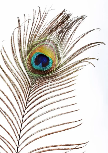 Peacock ögat — Stockfoto
