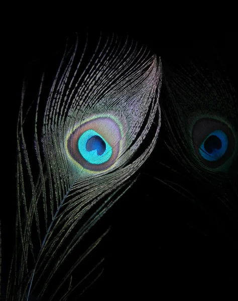 反射と孔雀の羽 — ストック写真