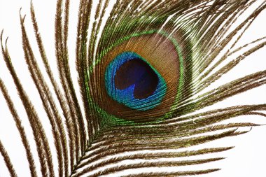 The peacock eye macro clipart