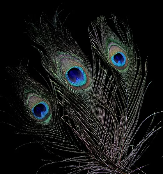 Buket tavus kuşu tüyü — Stok fotoğraf