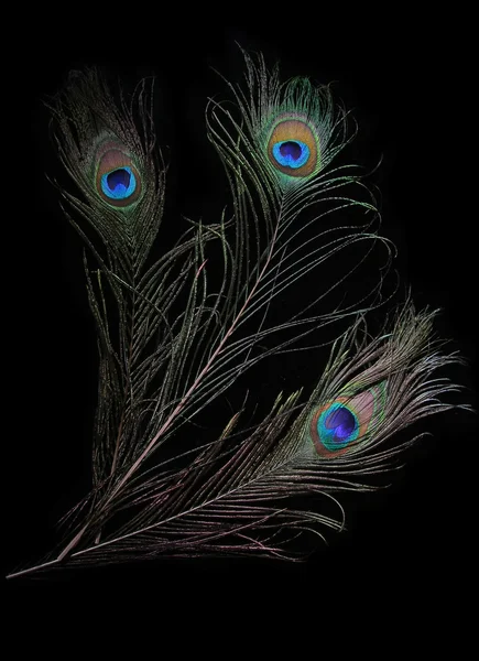 孔雀の羽の花束 — ストック写真