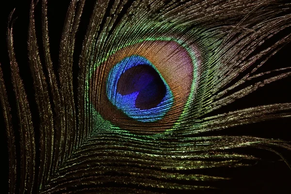 The peacock eye macro — Stok fotoğraf