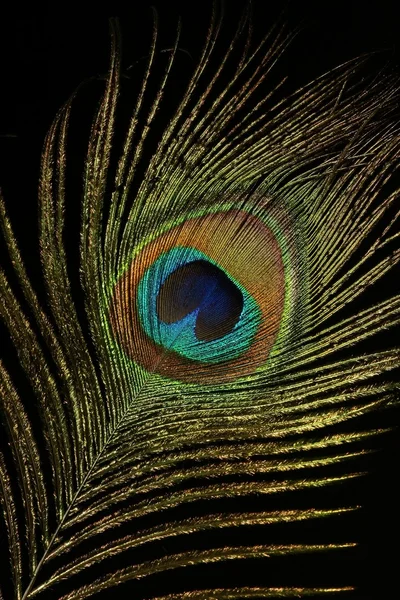 El ojo de pavo real macro —  Fotos de Stock