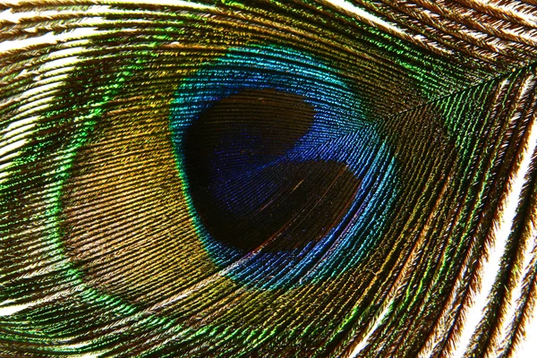 O olho de pavão macro — Fotografia de Stock