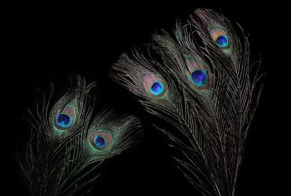 Букет из павлиньих перьев — стоковое фото