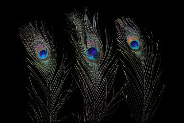 花束孔雀羽毛 — 图库照片