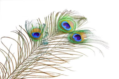 Bouquet peacock feathers clipart