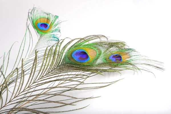 Bouquet peacock feathers — Stock Photo, Image