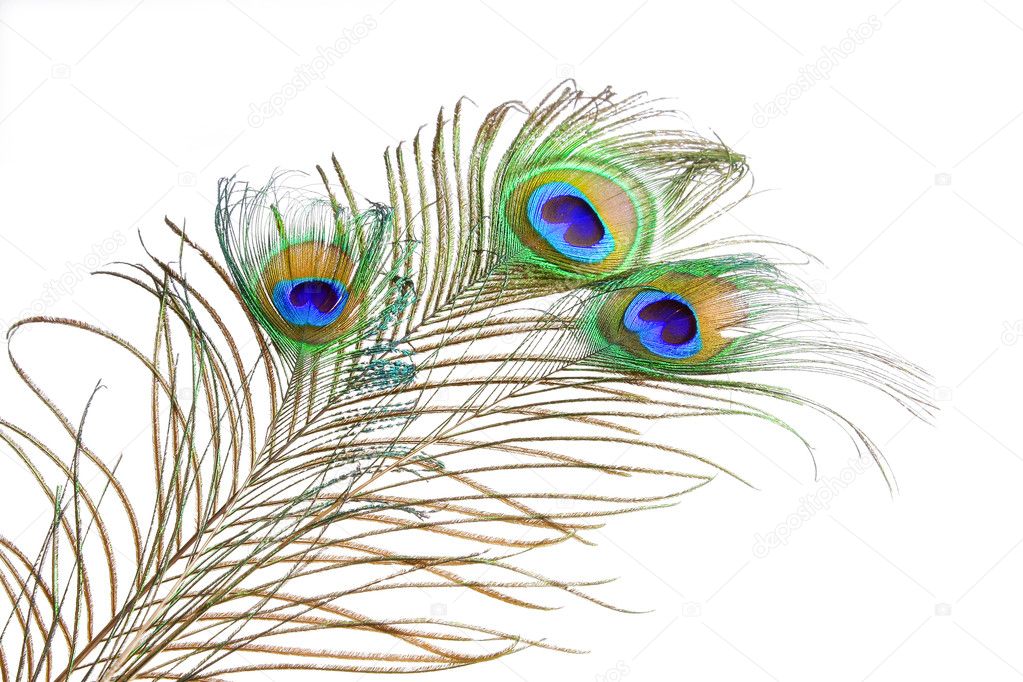 Bouquet peacock feathers — Stock Photo © avevstaf #1389215